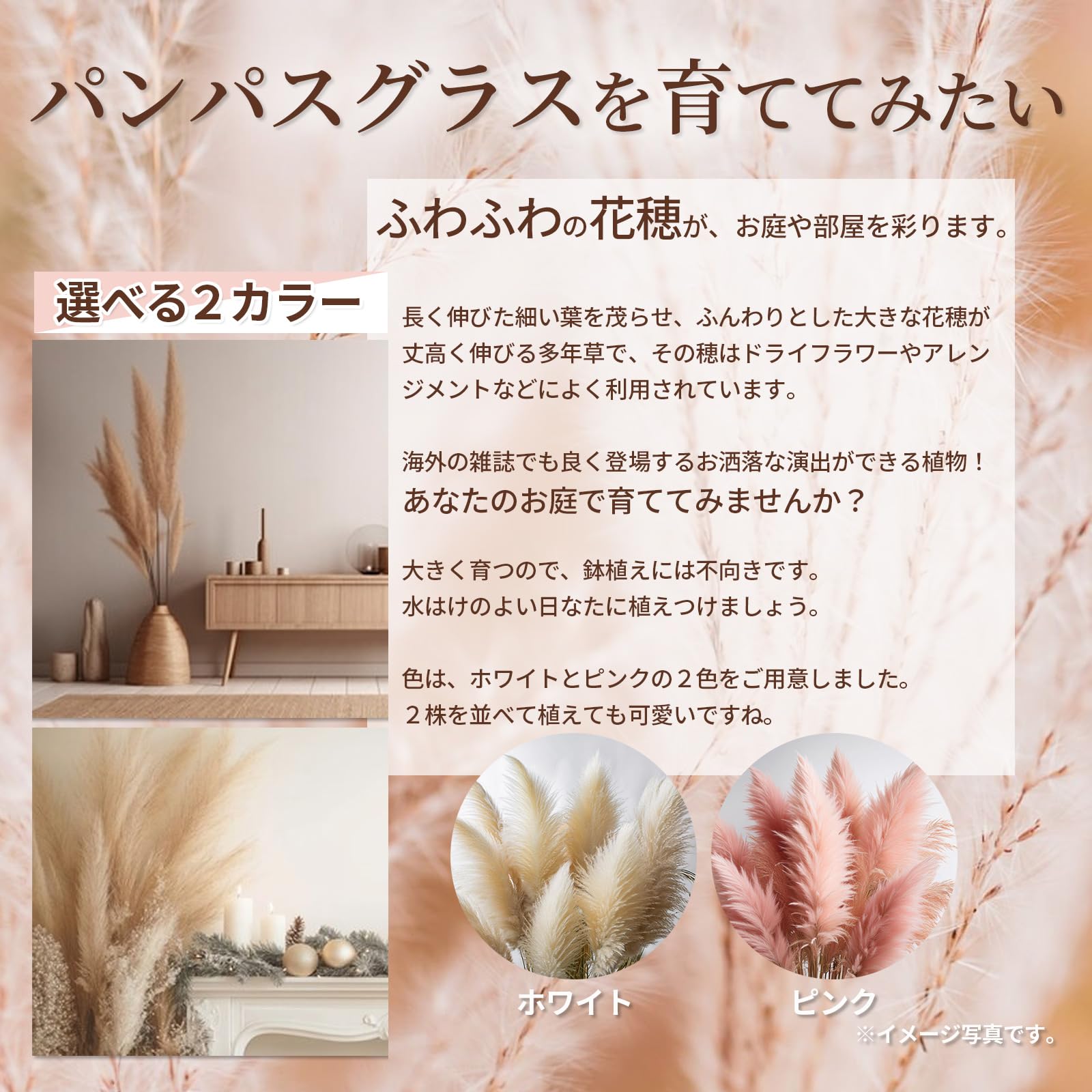 Amazon｜パンパスグラス ポット苗 【 ピンク 】シロガネヨシ 白銀葦